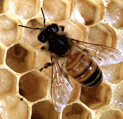 Space to image of honeybee