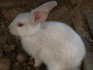 Space to image of rabbit