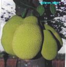 Space to image of jackfruit