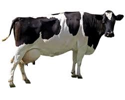 Space to image of cow