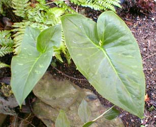 Space to image of colocasia