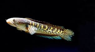 Space to image of spotted snakehead