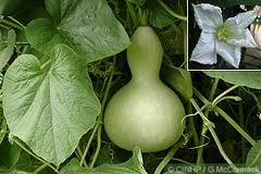 Space to image of bottle gourd